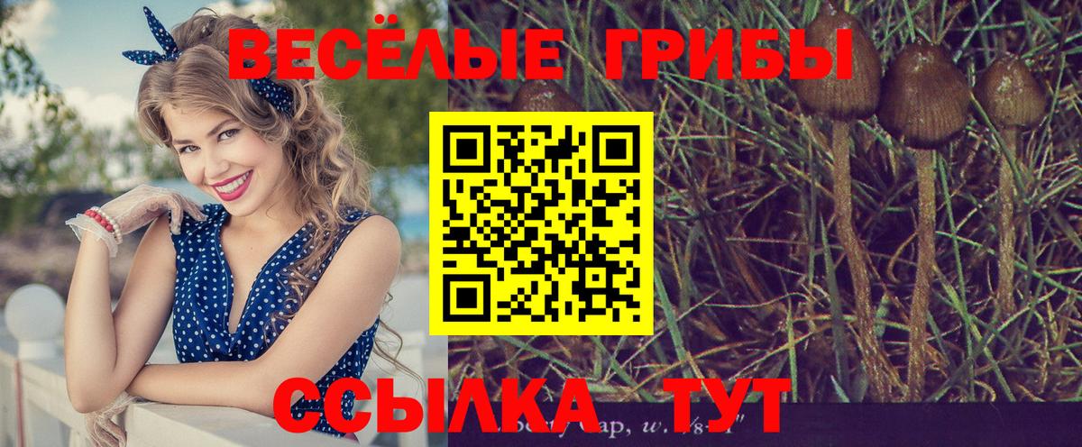 Феодосия  Галлюциногенные грибы Cubensis  Вход с VPN 